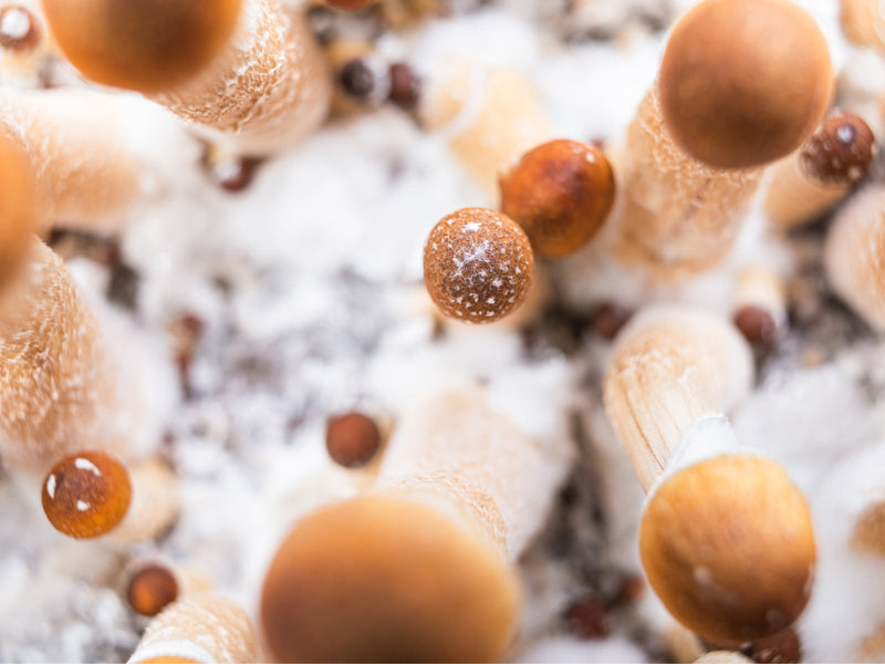 Tarm-mycobiota: Svampesamfundet i tarmen